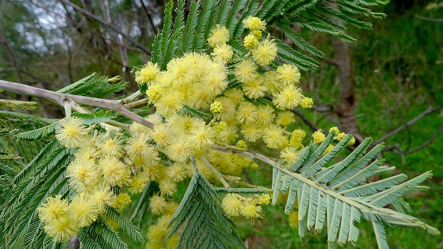 Black wattle