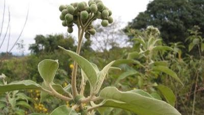 Bugweed (Solanum mauritianum)