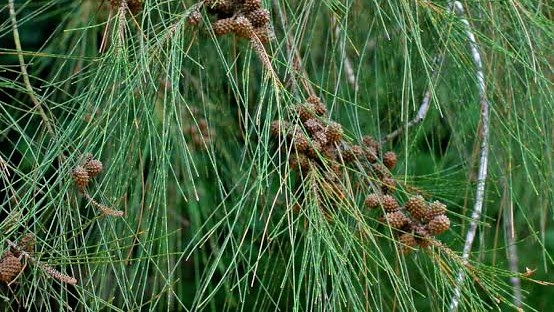 Casuarina (Invasive Casuarina species)