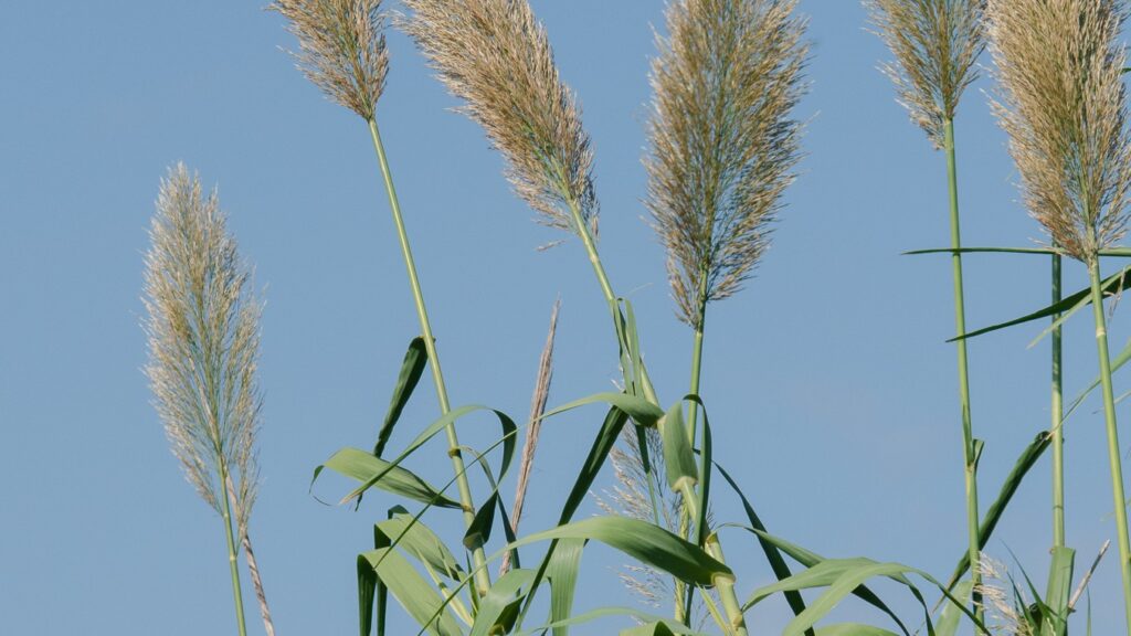 Giant reed (Arundo donax)