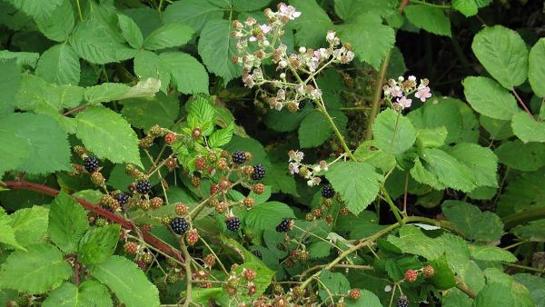 Invasive brambles (Rubus species)