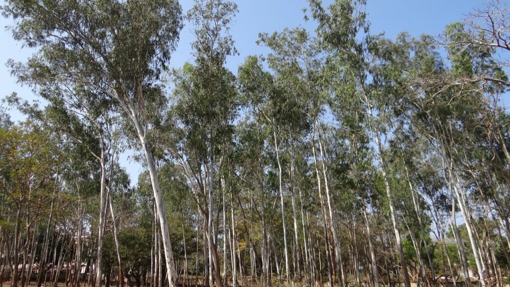 Invasive gums (Eucalyptus species)