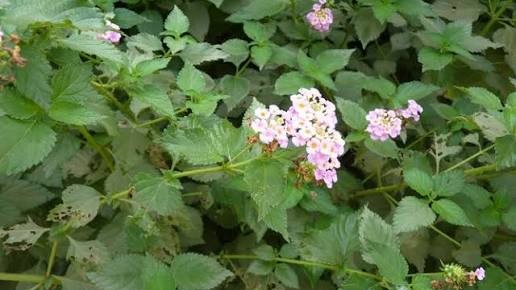 Lantana (Lantana camara)