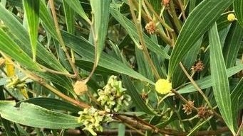 Port Jackson (Acacia saligna)
